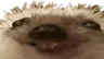 xd xd