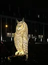owl