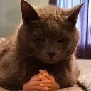 Cato Cato Discord Emoji