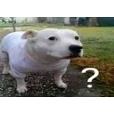 sussydogquestionmark