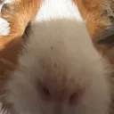 guineapig