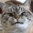 angycat