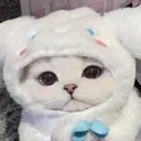 kitten