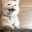 catAttention