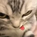 bleh
