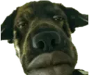 Bruh2