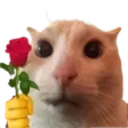 catFlower catFlower