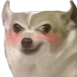 zDogEvil Discord emoji