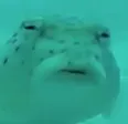 HUH HUH