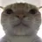 catstare Discord Emoji