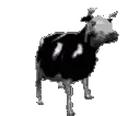 cowdance