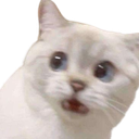 NC_CatSurprised Discord emoji