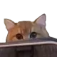 earLurk