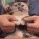 rolcat