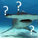 confusedshark