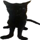 Catstare
