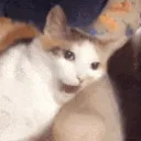 CatAttac2