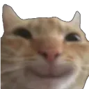 happycat