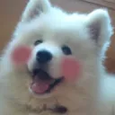 doggo_cute