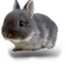 bnuy