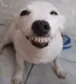 fatass