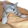 stanleygosleepNOW