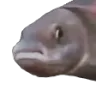 pauseFish