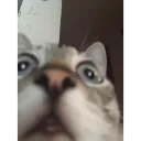 What