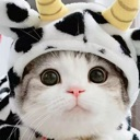 CatHat