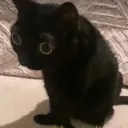 crckkitty