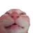 Cathappy cathappy Discord Emoji