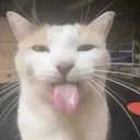 bleh