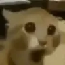 GatoPog