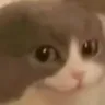 smugCat