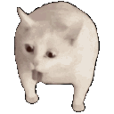 Cat Gag Mg Discord Emoji