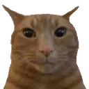 1103staringgingercat