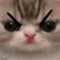 gatoenojao