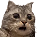 CatScared