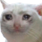 SadCat Discord emoji