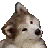 confused_doge