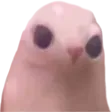 bingu