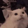 AAA AAA