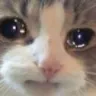 gatochorando gatochorando