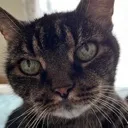 minkyGlare