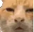 HUHHcat
