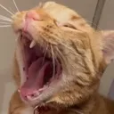 scream_dns