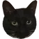 1stFG_Blackkattus