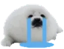 sob