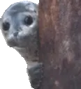 peek