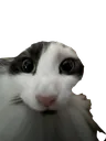 sploonb